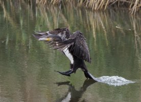 6L8A7261-DxO_Cormorant_landing.jpg