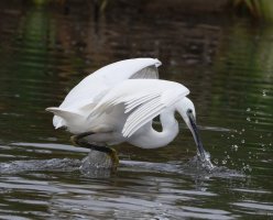6L8A7379-DxO_little_egret_fishing.jpg