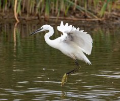 6L8A7472-DxO_little_egret_landing.jpg