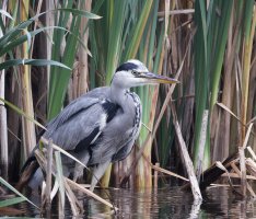 6L8A7504-DxO_grey_heron.jpg