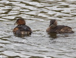 6L8A7633-DxO_two_little_grebes.jpg