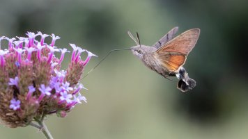 Taubenschwänzchen und Eisenkraut_03.jpg