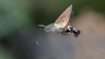 Taubenschwänzchen und Eisenkraut.jpg