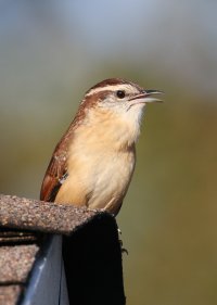 K41A9227 picasa crop.JPG