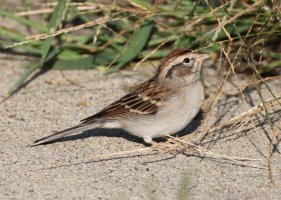 K41A9381 picasa crop.JPG