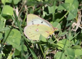 K41A0023 picasa crop.JPG