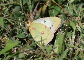 K41A9917 picasa crop.JPG