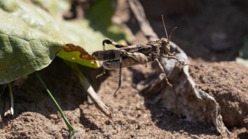 blue-winged grasshopper_02.jpg