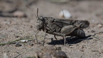 blue-winged grasshopper 29.jpg
