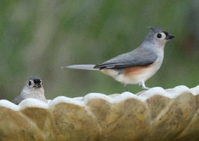 K41A2574 picasa crop.JPG