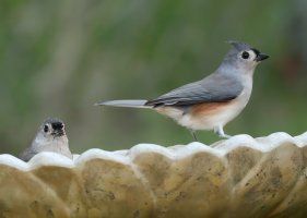 K41A2574 picasa crop-topaz-wonder.JPG