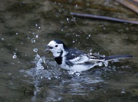 6L8A8686-DxO_Pied_Wagtail_bathing.jpg