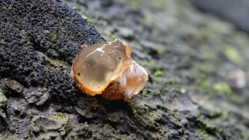 Tremella globispora 61.jpg