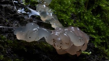 tremella spicata 130.jpg