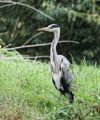 6L8A8800-DxO_Grey_Heron_mc.jpg