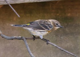 K41A2213 picasa crop-topaz-denoise-sharpen.JPG