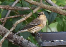 K41A1697 picasa crop-topaz2-denoise-sharpen.JPG