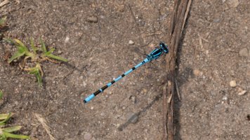 common blue damselfly.jpg