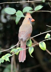 K41A3062 picasa crop-topaz2-denoise-sharpen picasa fix.JPG