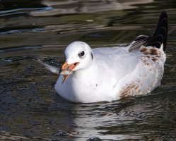 6L8A9091-DxO_Blackheaded_Gull_Eating_Fish 2x.jpg