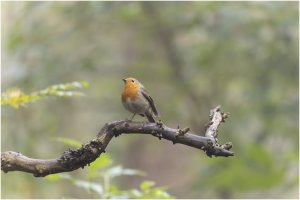 _MG_3463-DxO_DeepPRIME XD2s_bdr.jpg