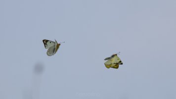pale clouded yellow-2.jpg