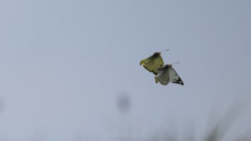 pale clouded yellow-3.jpg