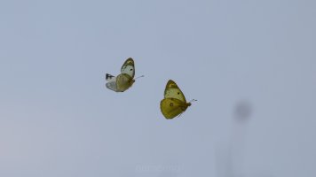 pale clouded yellow-4.jpeg