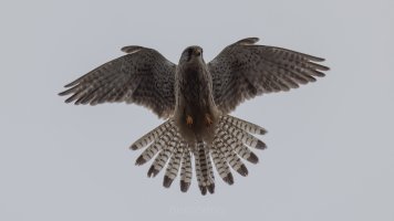 European kestrel.jpg
