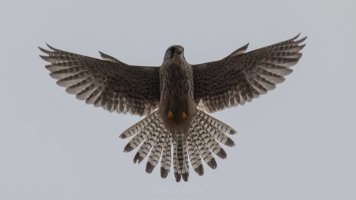 European kestrel_02.jpg