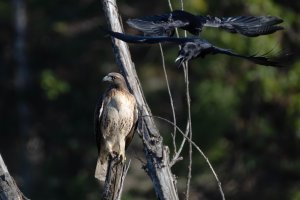 RTHA and AMCR R52_8011 crop_sm.jpg