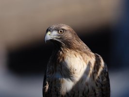 RTHA R52_8555 crop2.jpg