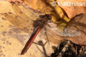 darter_c_2025_03.JPG