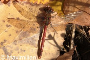 darter_c_2025_04.JPG