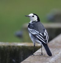 6L8A9755-DxO_Pied_Wagtail.jpg