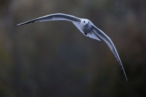 6L8A9718-DxO_Blackheaded_gull_flying_faceon_50%.jpg