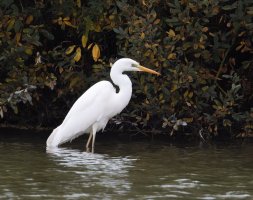 6L8A9905-DxO_Great_Egret.jpg
