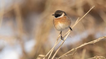 European stonechat_04.jpg