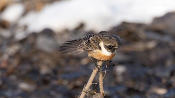 European stonechat_02.jpg