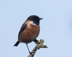6L8A0226-DxO_Stonechat.jpg