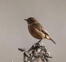 6L8A0416-DxO_Stonechat.jpg