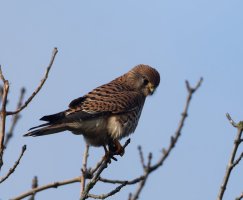 6L8A0464-DxO_Kestrel.jpg