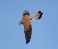 6L8A0516-DxO_Kestrel_Flying.jpg