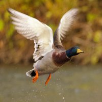 0T7A7918 small.jpeg 0T7A7918 small.jpeg