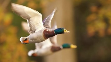 0T7A7975 small.jpeg 0T7A7975 small.jpeg