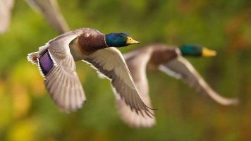 0T7A7969 small.jpeg 0T7A7969 small.jpeg