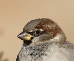 6L8A0721-DxO_House-Sparrow_1120mm.jpg