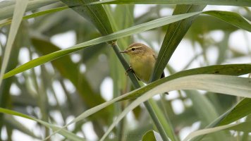 Willow warbler.jpg