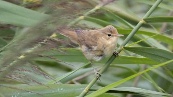 Common reed warbler.jpg