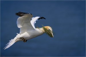Gannet Flying Blind.jpg